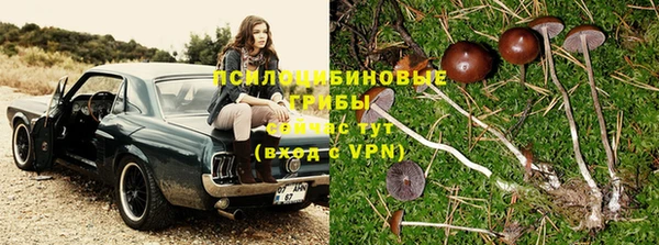 крисы Бородино
